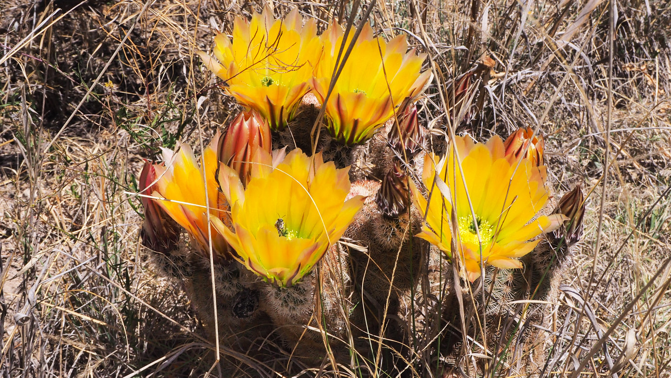 searching within the tangles of my brain,