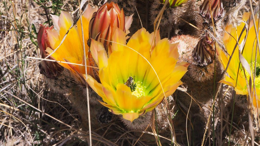 have we two met within