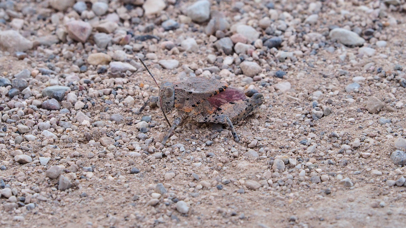 I have set my small jaw for the ages