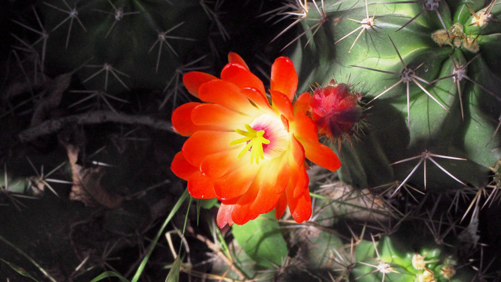 We might discover somewhere in the garden