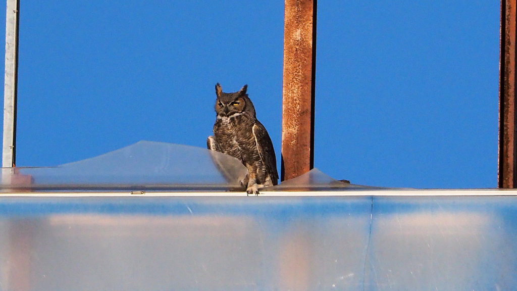 May your wings protect us,