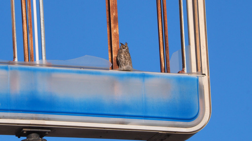 I keep hearing at night. Maybe I’ve already