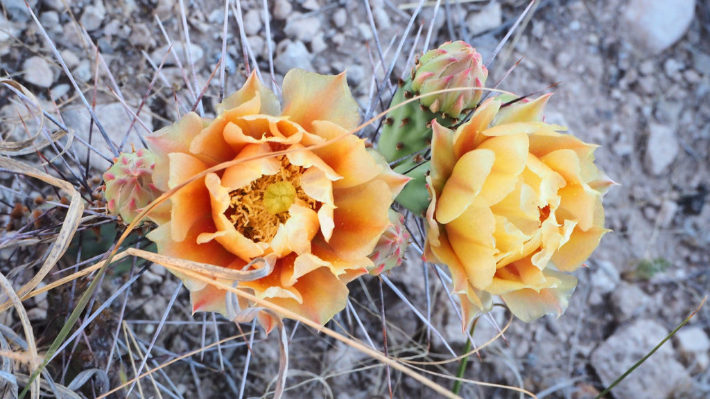 I’ve already been ruined, but tenderly, —Ruth Madievsky