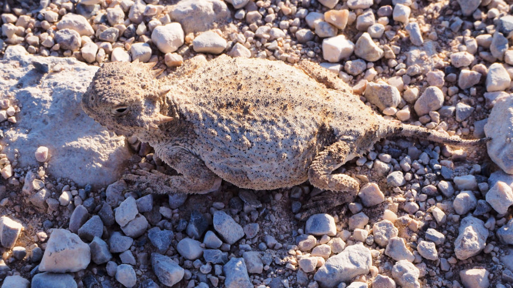 That time may find its sound again, and cleanse