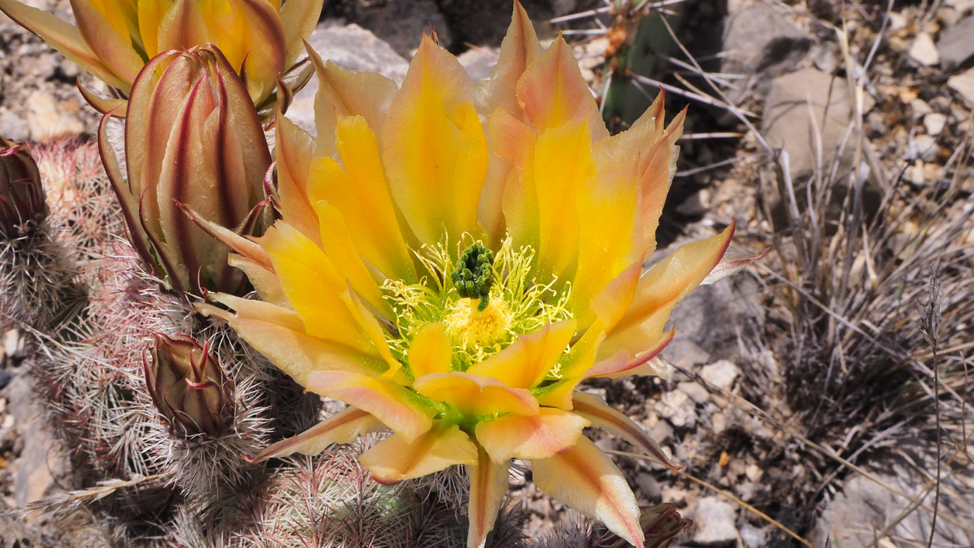 it is most sane and sunly