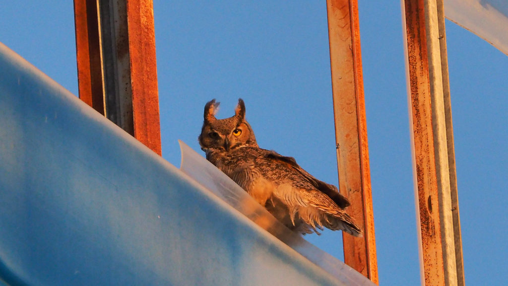 water, enough sorrow, enough of the air and its ease, —Ada Limón