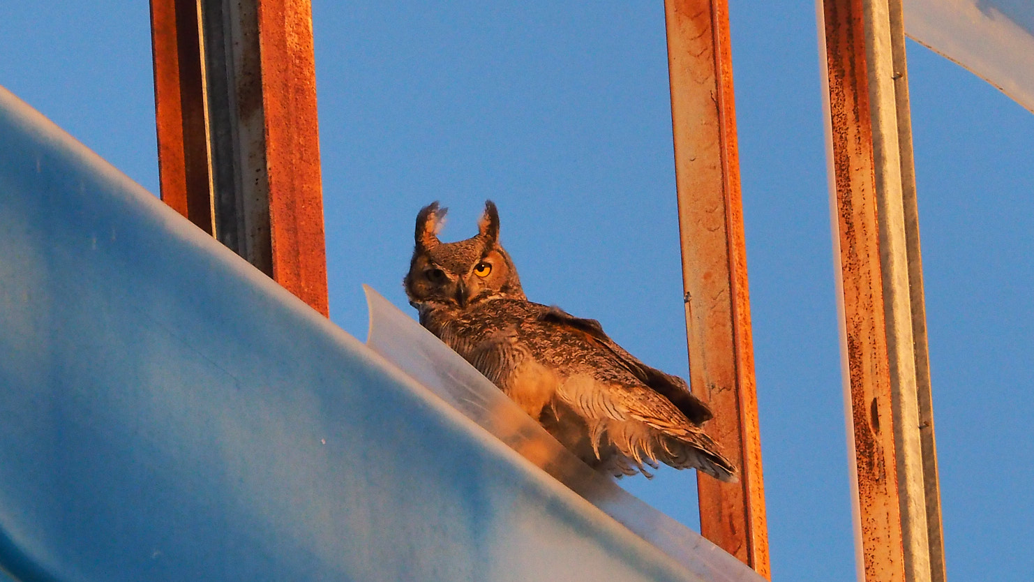 enough of the animal saving me, enough of the high