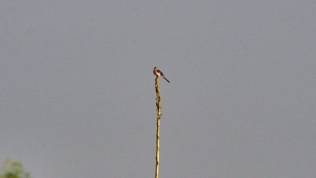 at opposite ends of the scales