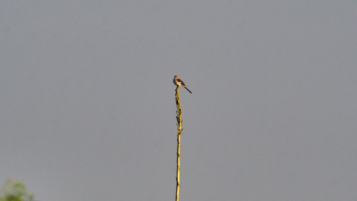 I am a snake and a tiptoe feather