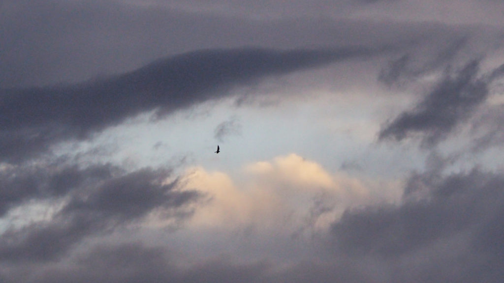 Wills Silence — Everywhere —  —Emily Dickinson