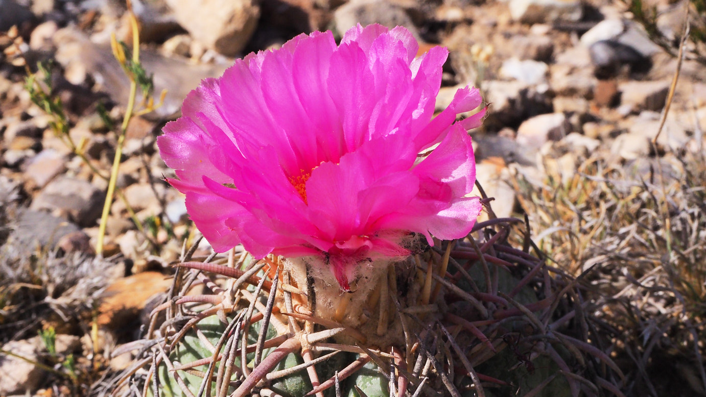 This earth the beloved left