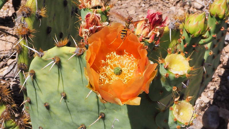 A cloudy film surrounding the point of entry. If blue