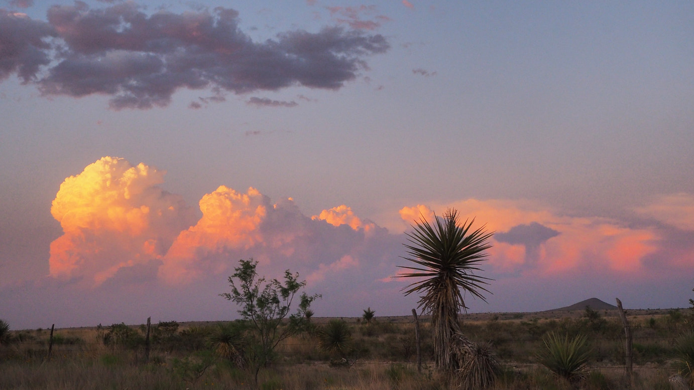 Fields will have taken over.