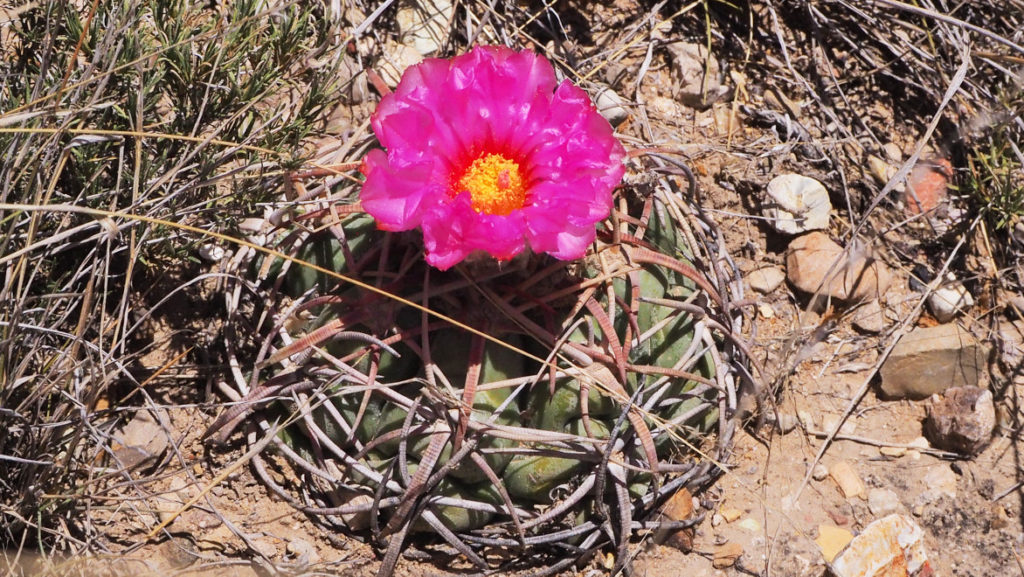 and then withdrew into pink,