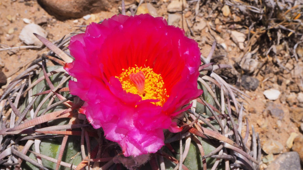 tentative, still in bud. —Lisel Mueller