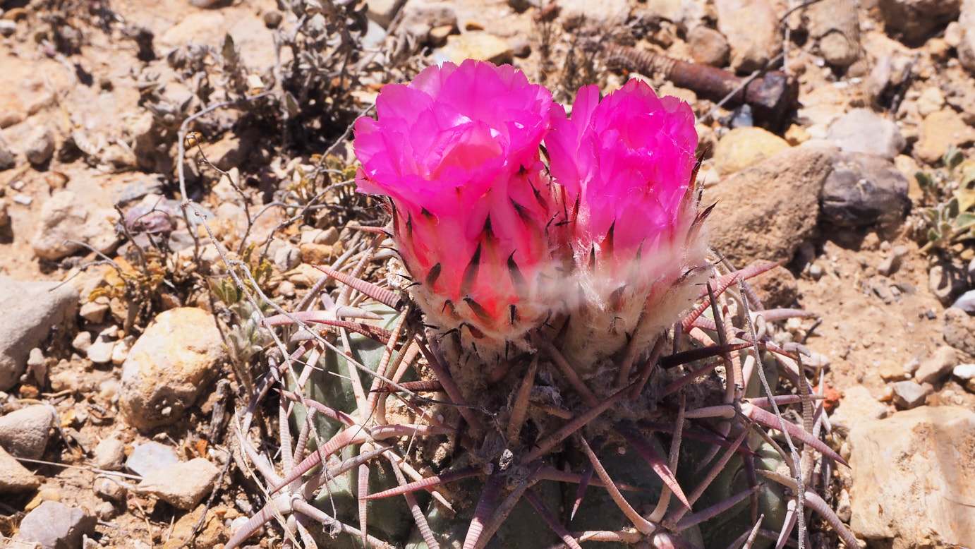 We are like a field … of wild flowers … unpollinated … swaying