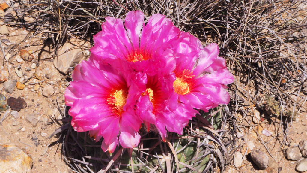 Dew sparkling ... buds bursting ... we await the drying day
