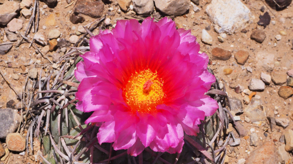 ... Let’s not gain ... the notice of the woman ... with the large