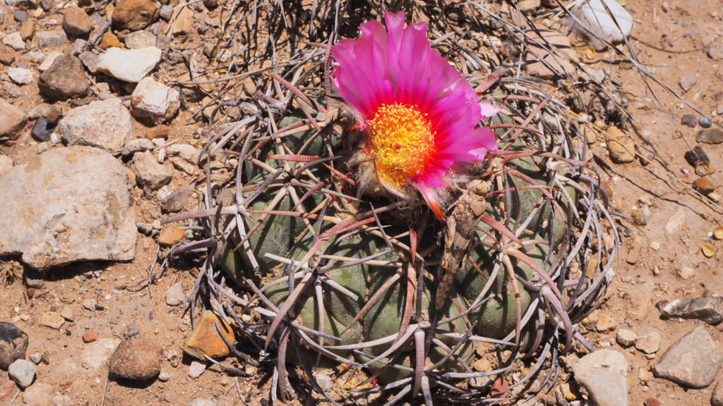 straw basket ... —Nikki Giovanni