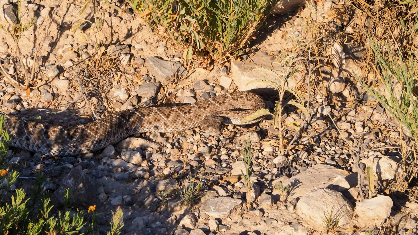 My story—hieroglyphics of scuff and blister.