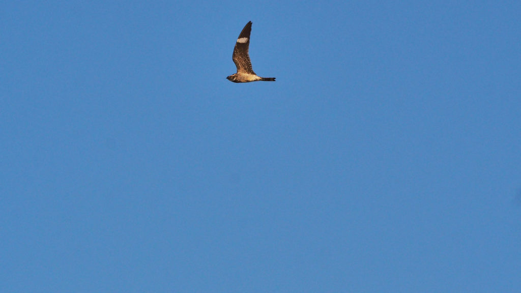 this blue-buzz of flies. —Vievee Francis