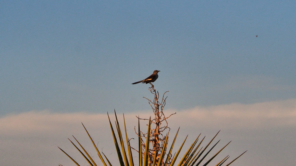 for days with no food or mercy to write