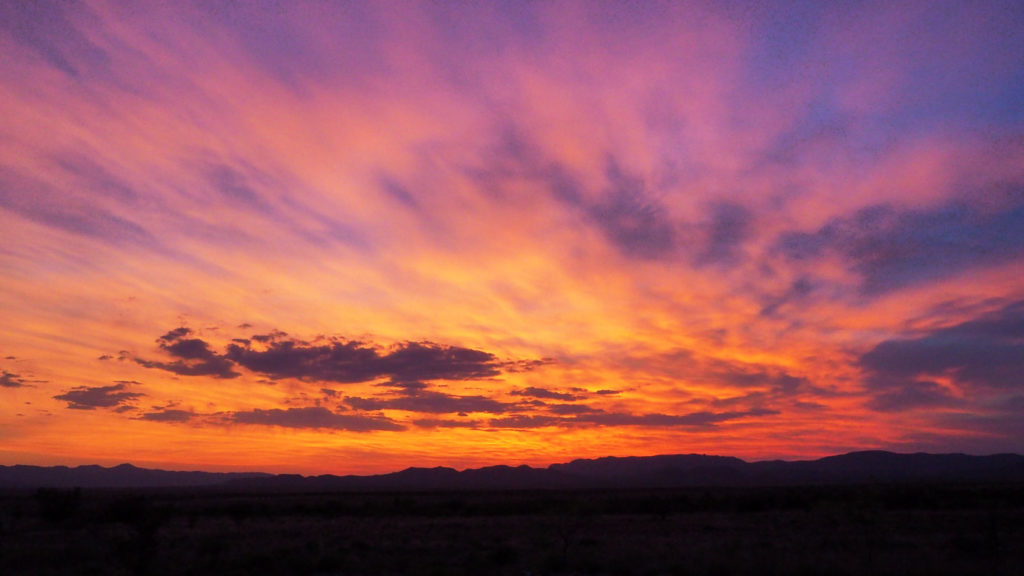 were printed on their backs in white spots