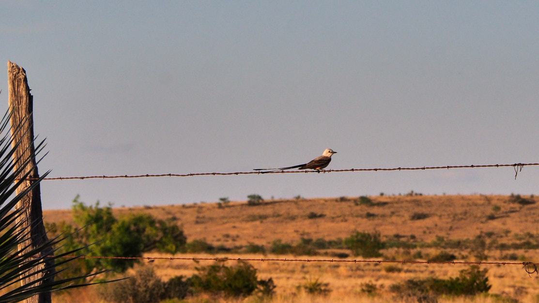 I know we live slightly longer than a horse but not nearly as long as a crow