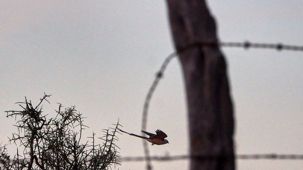 to mean no harm, or to not especially, just now, be looking for it;