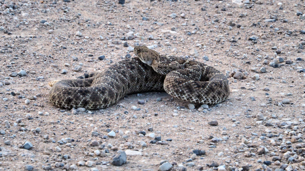 go well in the dark and