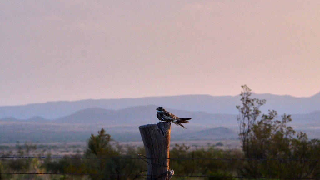 It seems closer than anything else to what we know