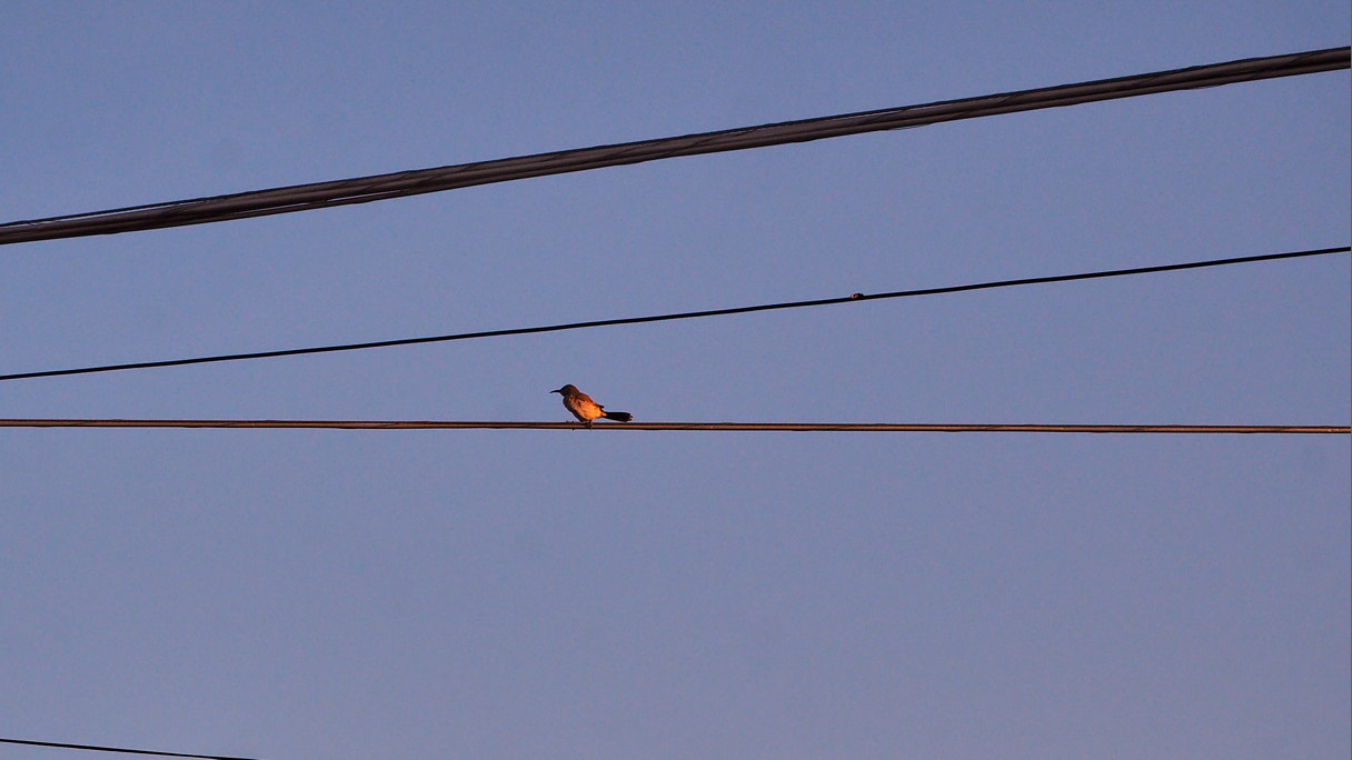 sometimes whole people, speak to me