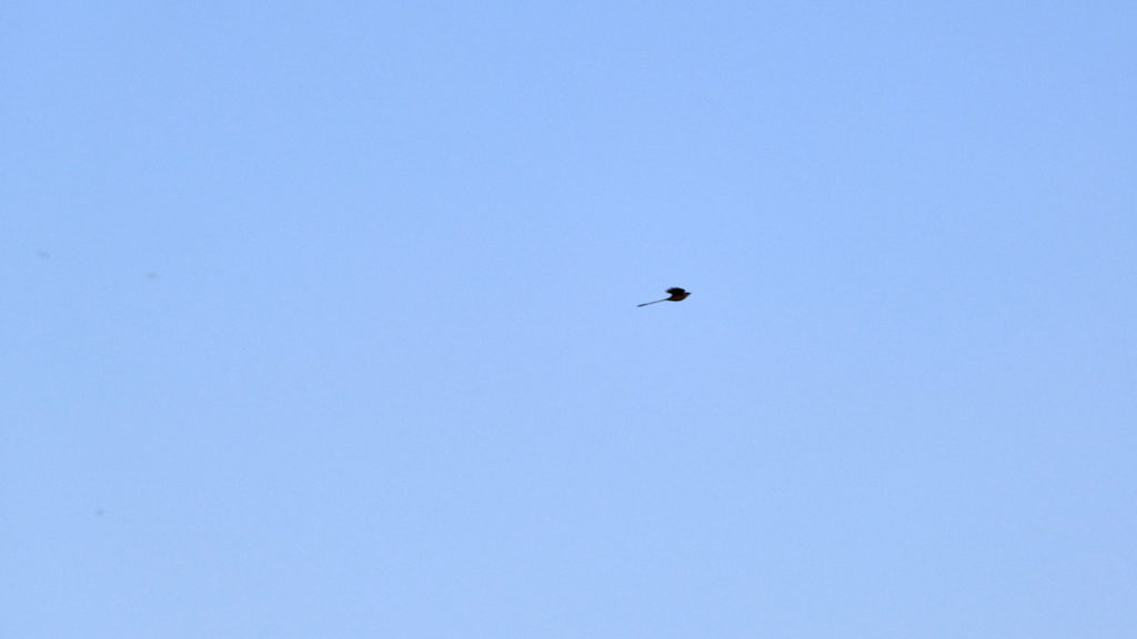 There is just this mountain of us,