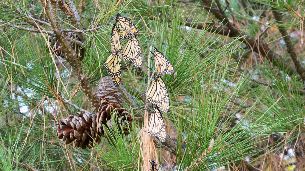 called the sun, and open