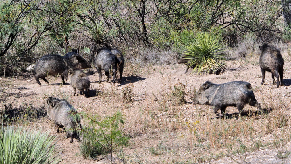 And if sometimes, on the steps of a palace or the green grass of