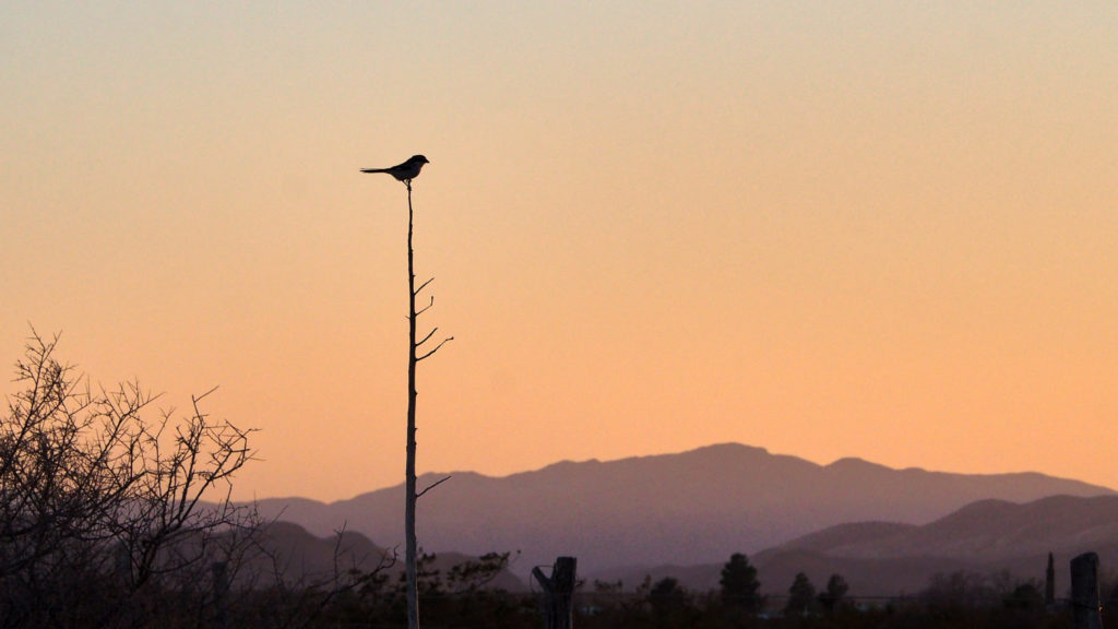 than itself, just as my own is cast