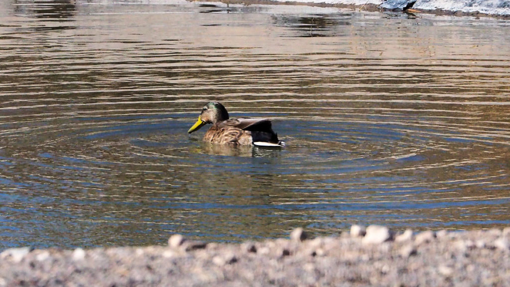 how little now remains, one first person sing., temporarily