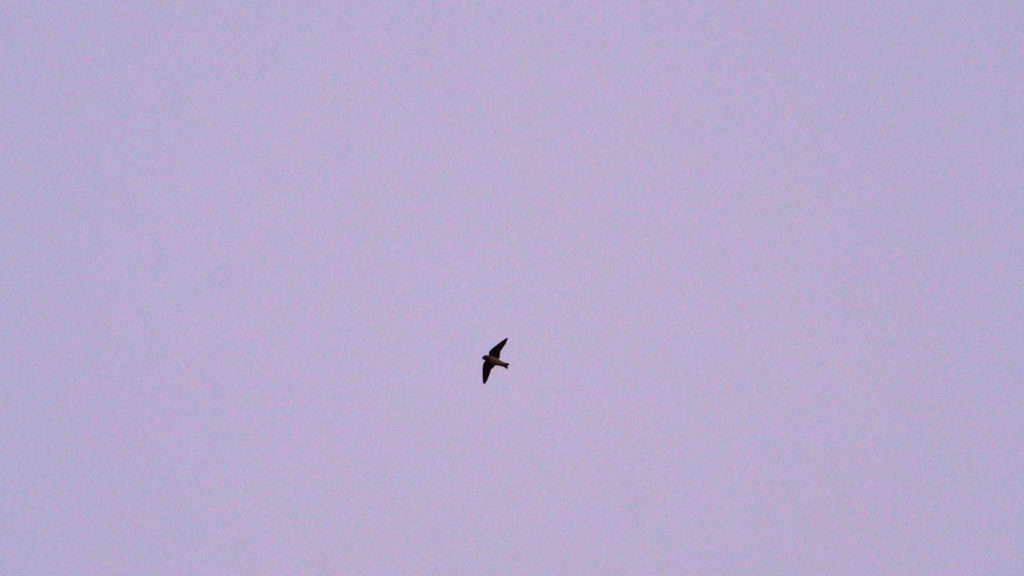 Somewhere, moss and toothwort