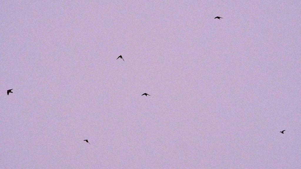 carpet the wood floor. Somewhere: