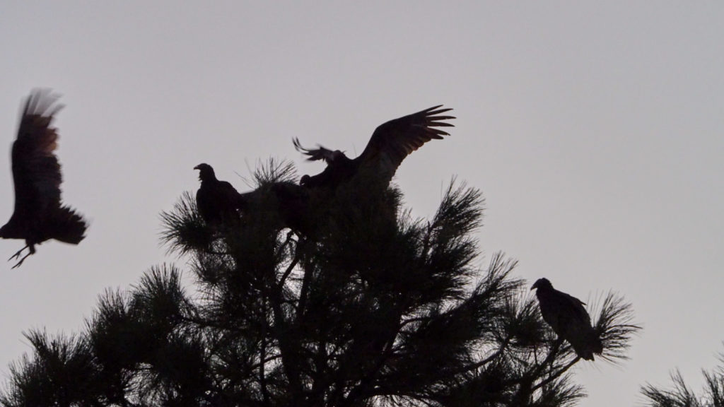 In this dark where the earth floats? —Tracy K. Smith