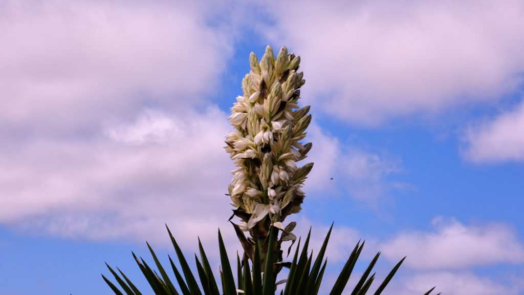 now there is a new sea, a new earth, a new sky—