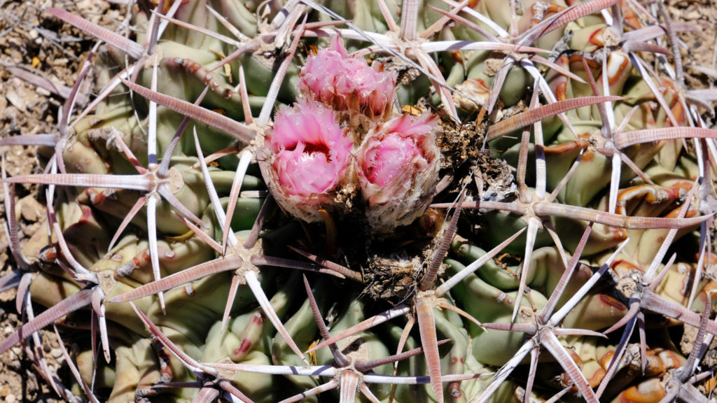 towards an abscess in the breast / of the sky, gimlet-eye —Joyelle McSweeney