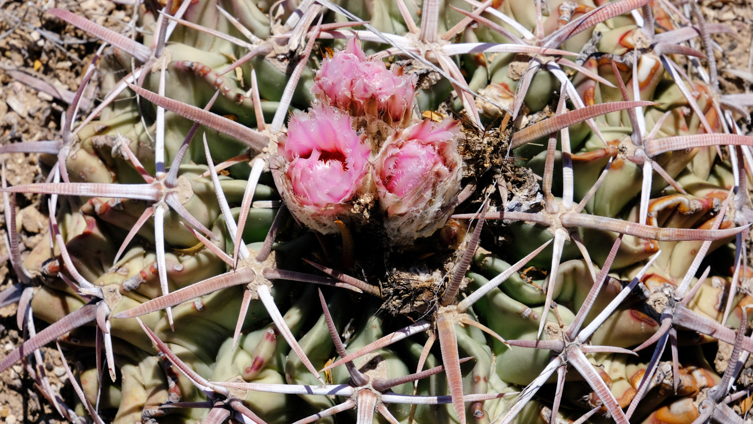 waving this lance like a lancet