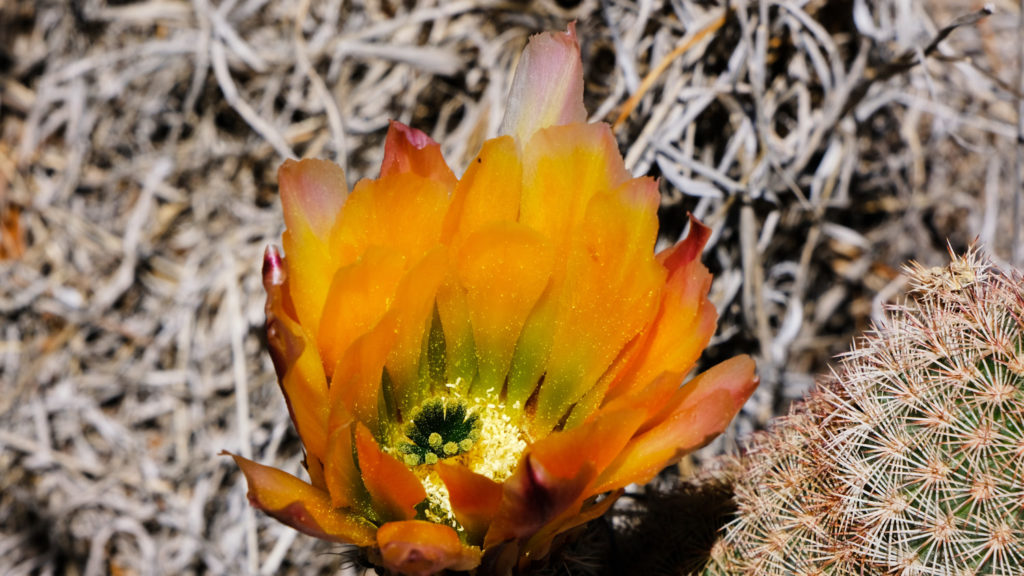 Its beauty welcomes them