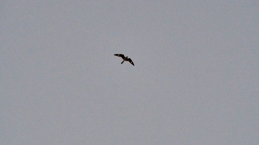 feed them, but no I carry these heart-shapes