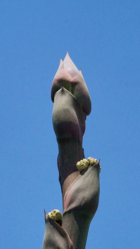 Leaving their deepest tints upon yon range