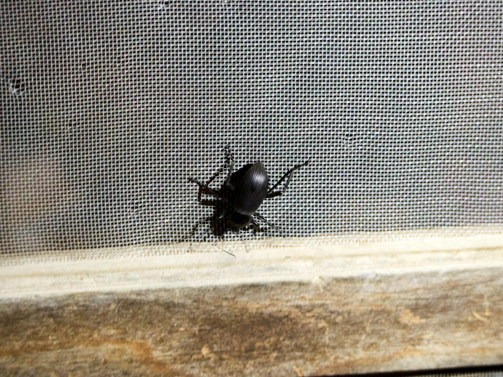 We see it move and shine and swallow it. —William Bronk