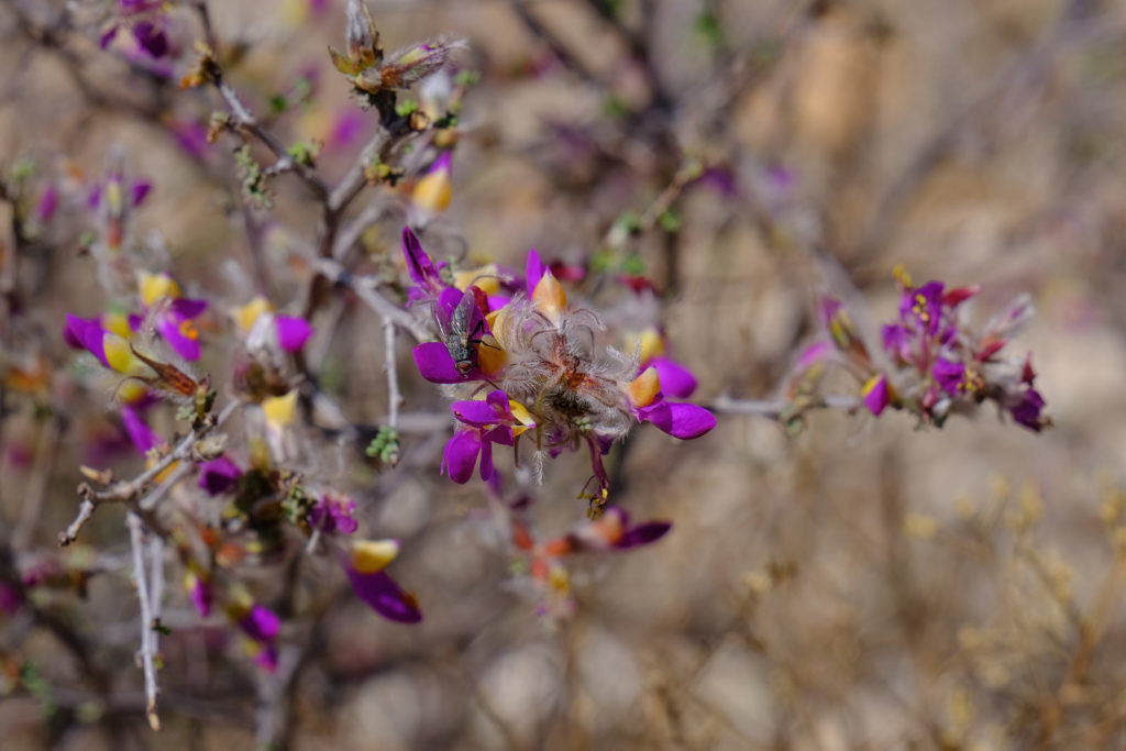 we saw one night, luminous green wings knocking at the screen
