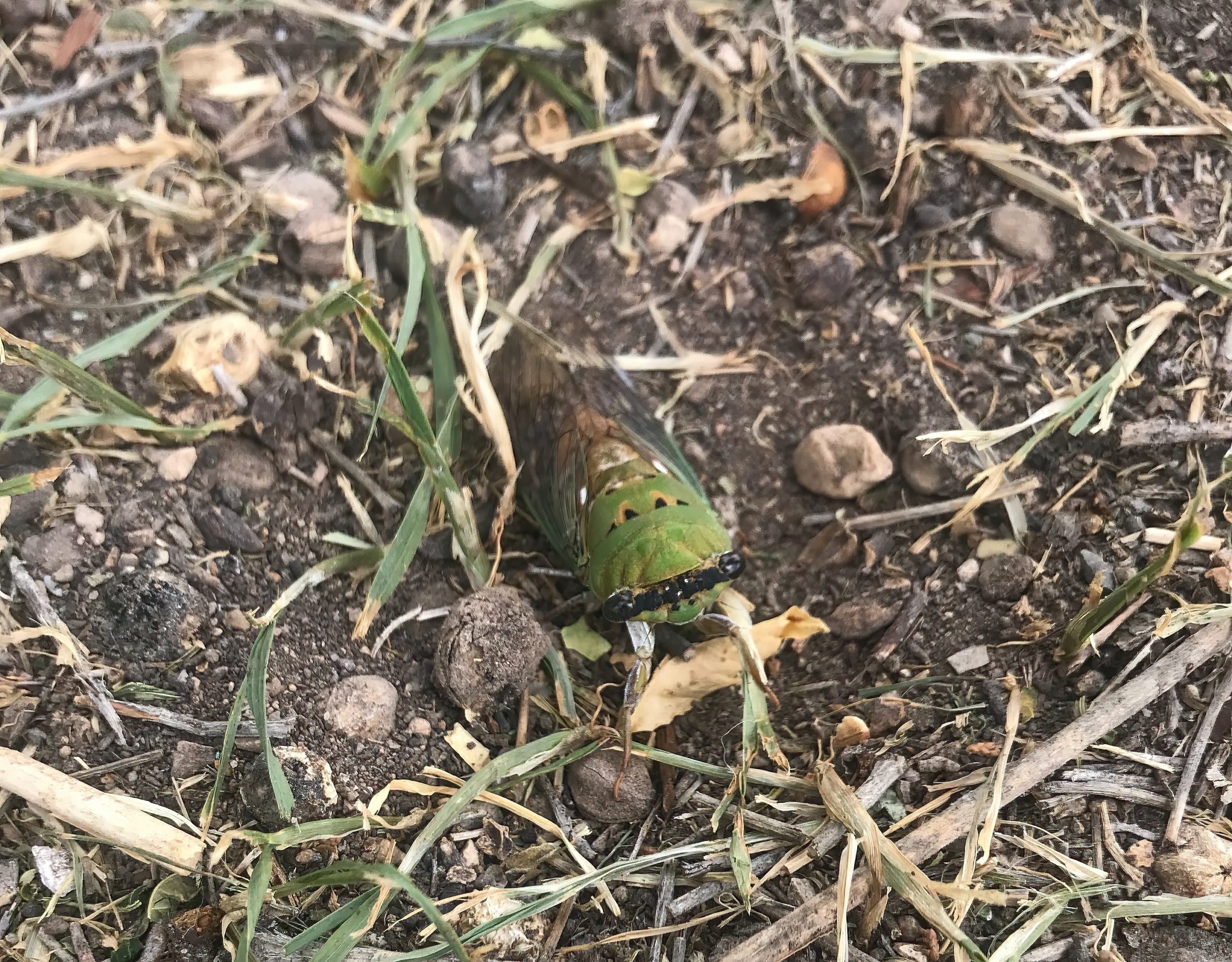 I am pure blue light &emsp;&emsp; nuclear