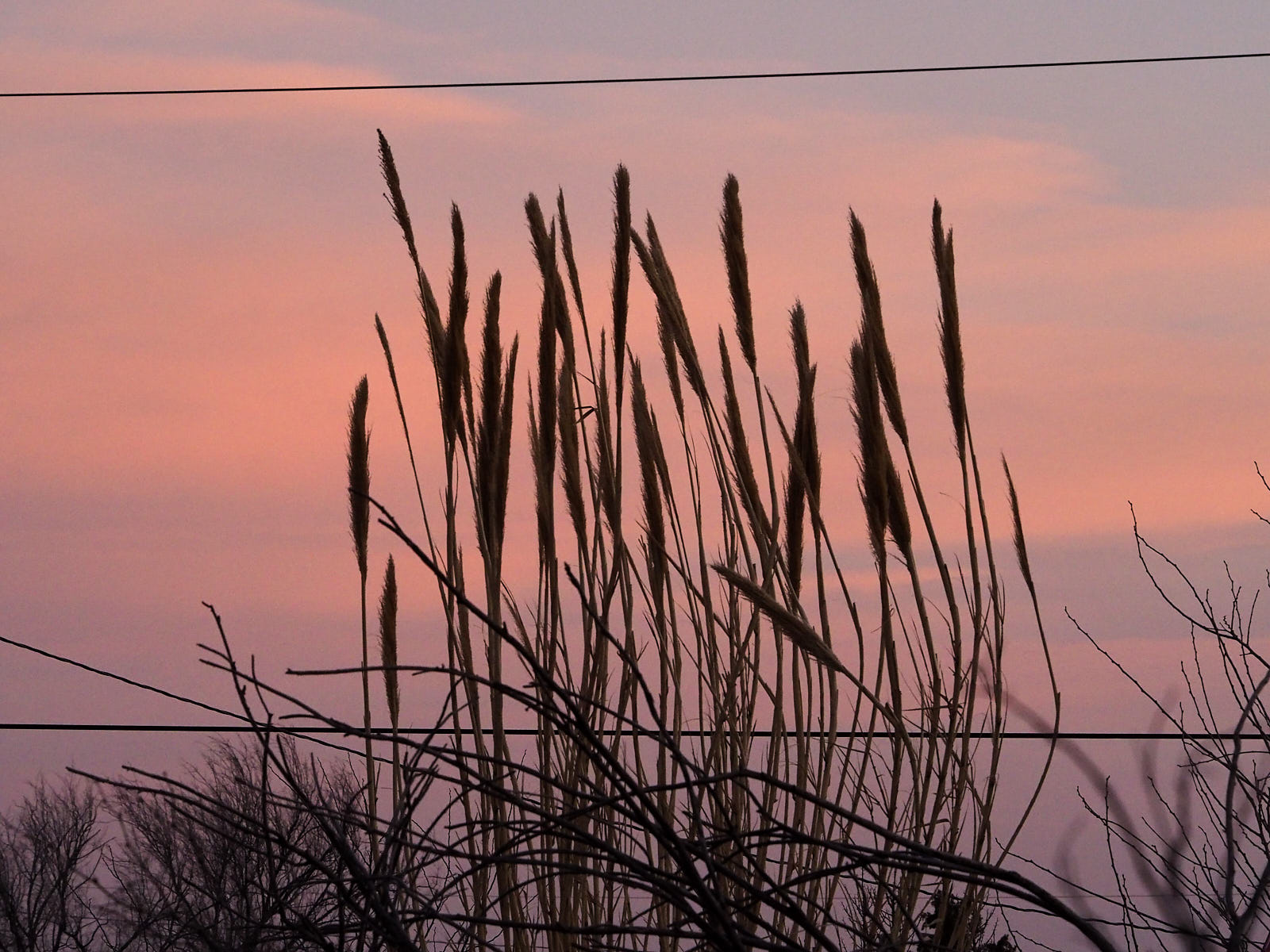 If I were born in Chartres